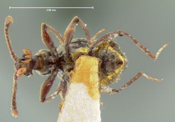 Media type: image;   Entomology 6118 Aspect: habitus ventral view